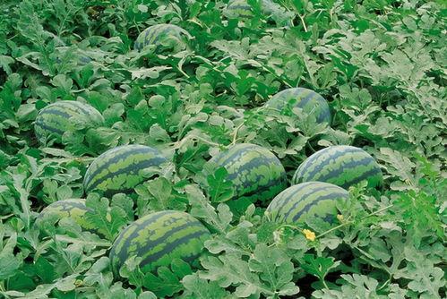 娱乐吃瓜场地图片大全高清